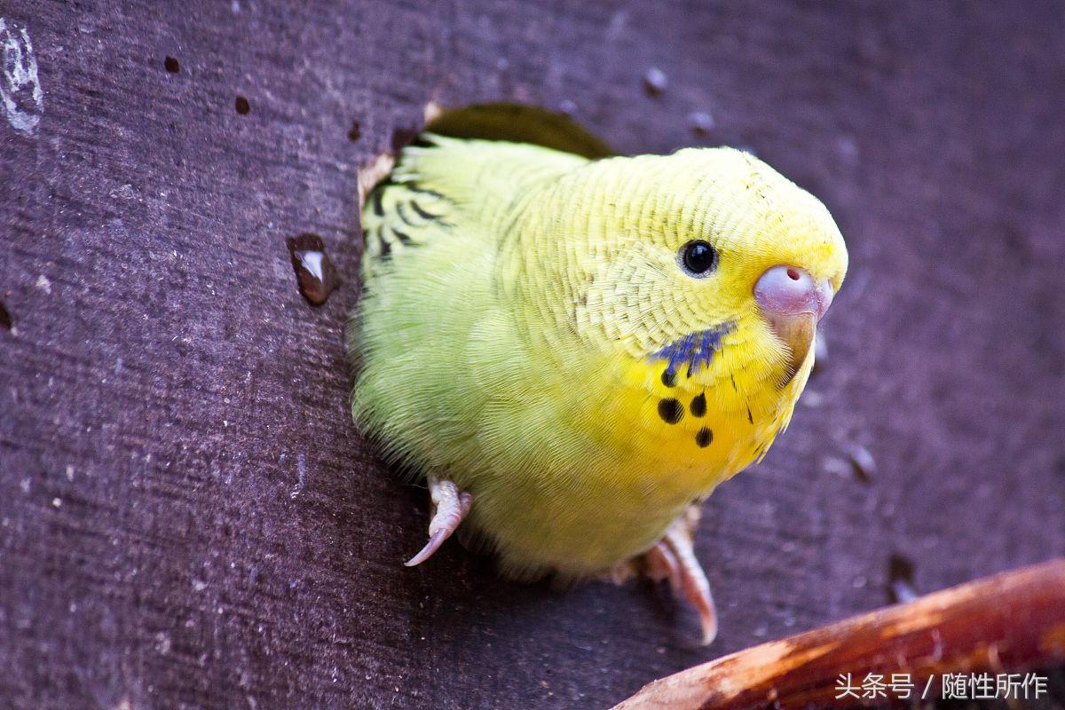 虎皮鹦鹉不孕不育,虎皮鹦鹉得病怎么办