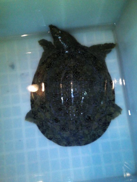 终于学会一门技术,终于学会了一项新技能