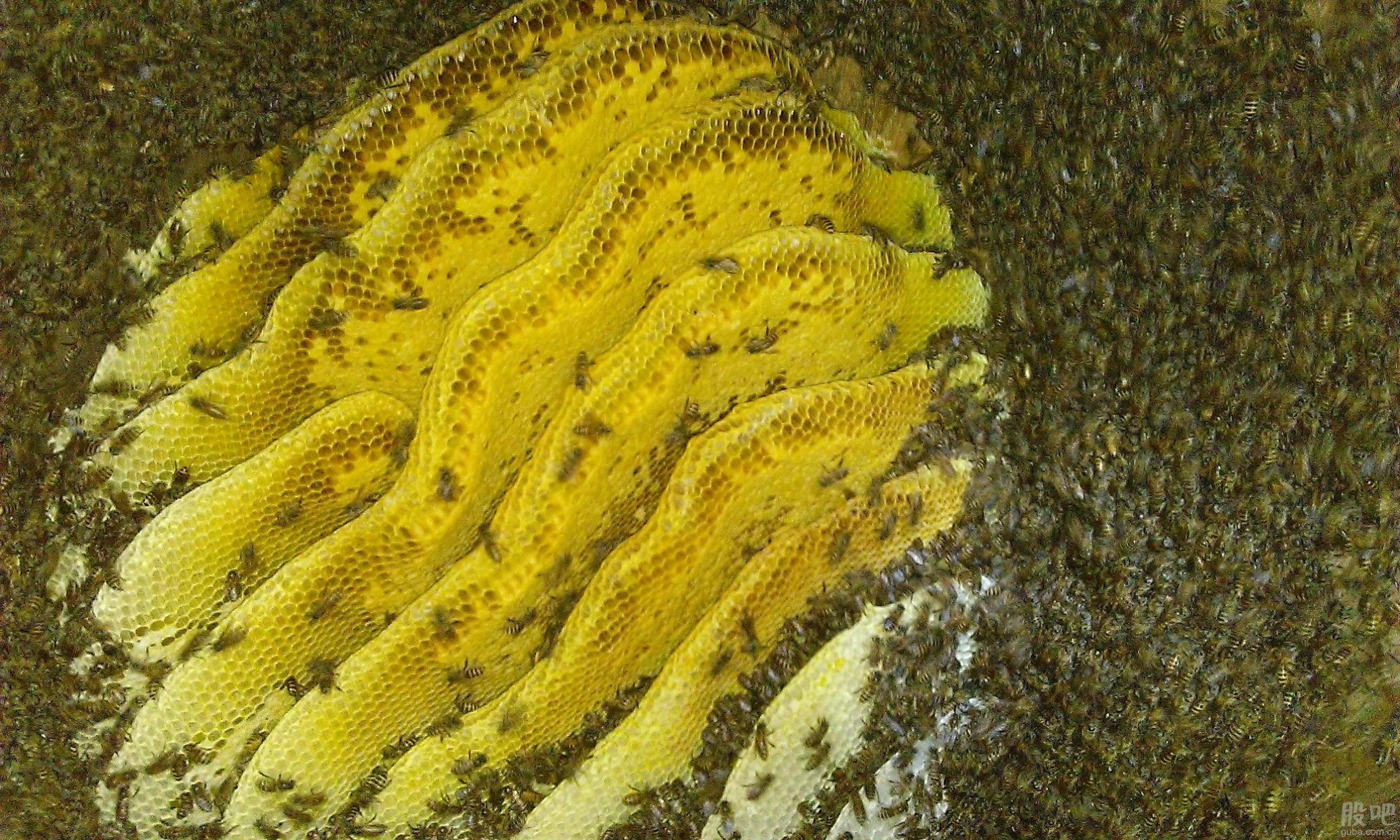 如何驱除树洞里的野蜂,怎样收捕墙洞中的野蜂