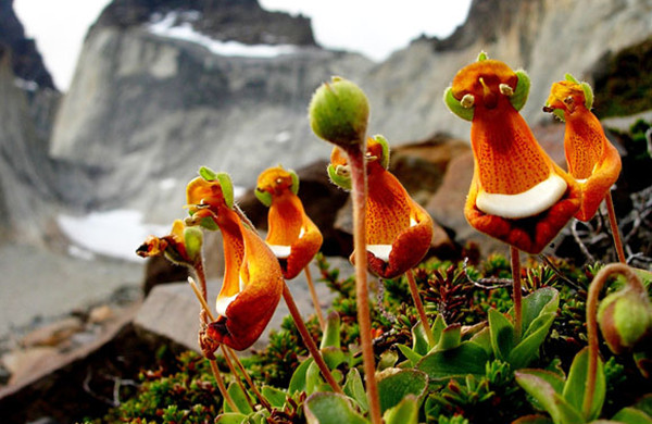 罕见又难养的兰花,最适合养的奇花兰花