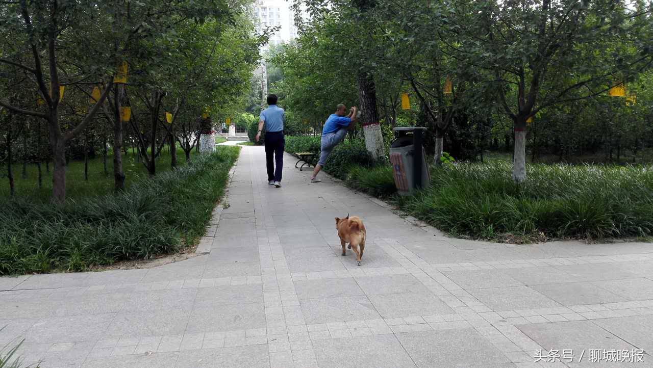 散步踩到狗便便啥说法,深夜狗吠是什么征兆