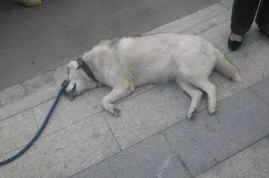 养狗的人遛狗需要注意什么,养狗的朋友在外遛狗请务必牵绳