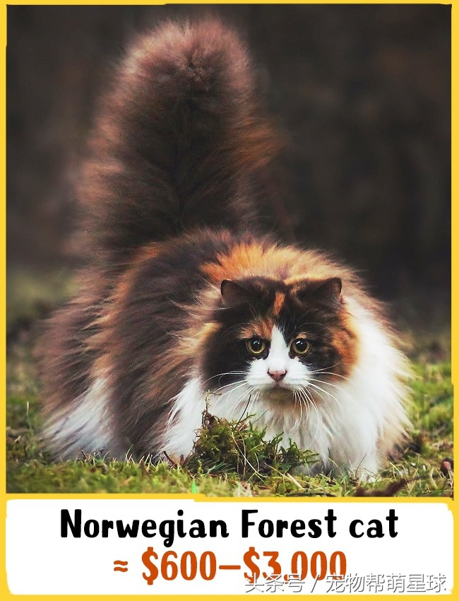 猫什么品种最值得买,猫的奢侈品种有哪些