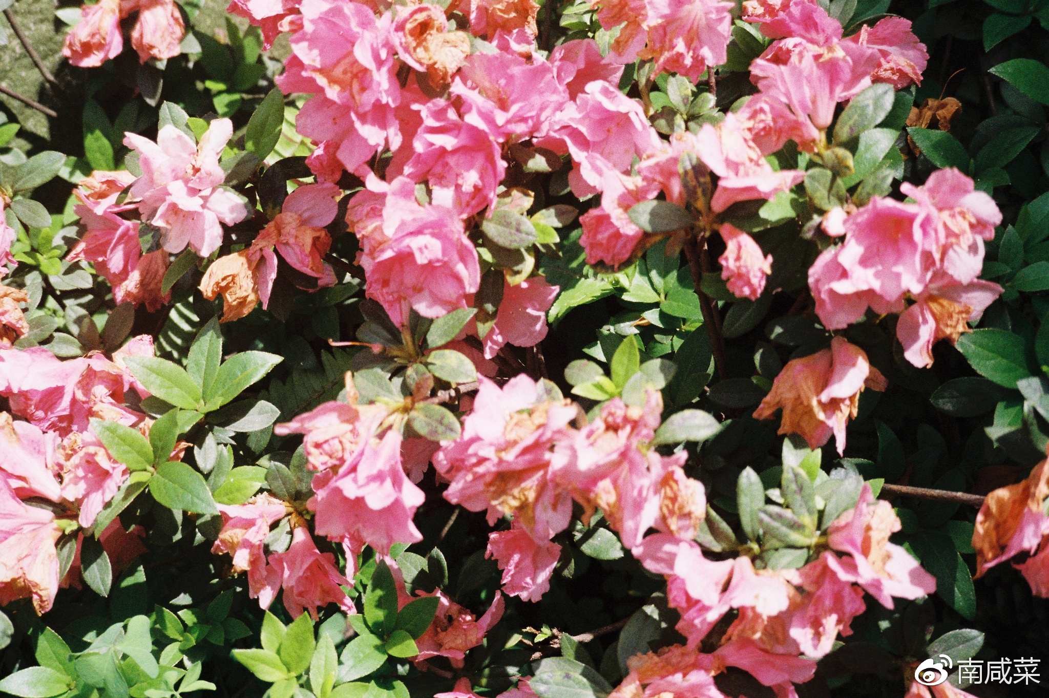 理光r1s胶片相机,理光yf-11s胶片相机