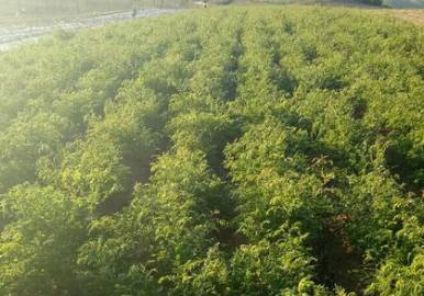 中药知识必学黄芩,中药知识必学代赭石