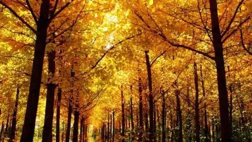 西安最有名旅游景点排名,西安十大值得去的景点排名