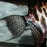 燕子神仙鱼怎么分公母,神仙燕子鱼的生活习性和特征