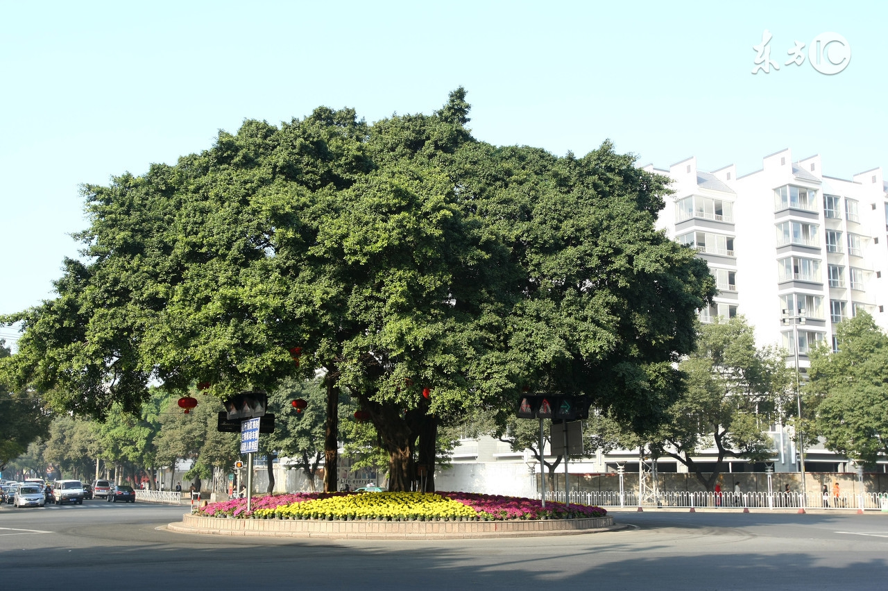 刚买的榕树盆景为啥叶子边缘发黑,盆景榕树叶子有锈斑是怎么回事