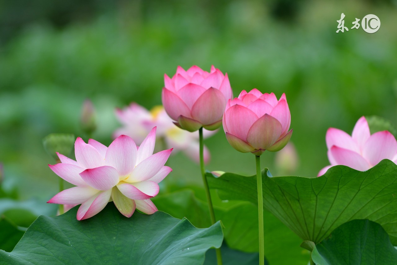 夏至已至腰间盘突出,夏至已至你的好运会如约而至吗