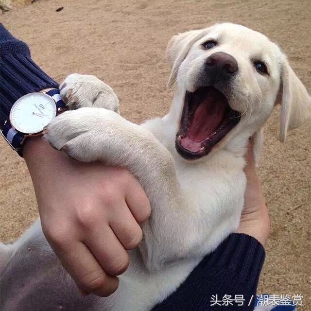 如何辨别dw手表真假 (正品dw手表真假鉴别)