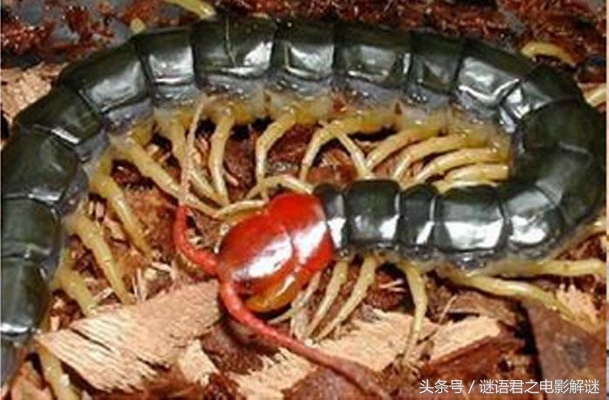 贯穿《西游》《封神》《水浒》三部书的蜈蚣精，到底是怎样一个狠角色？（1）