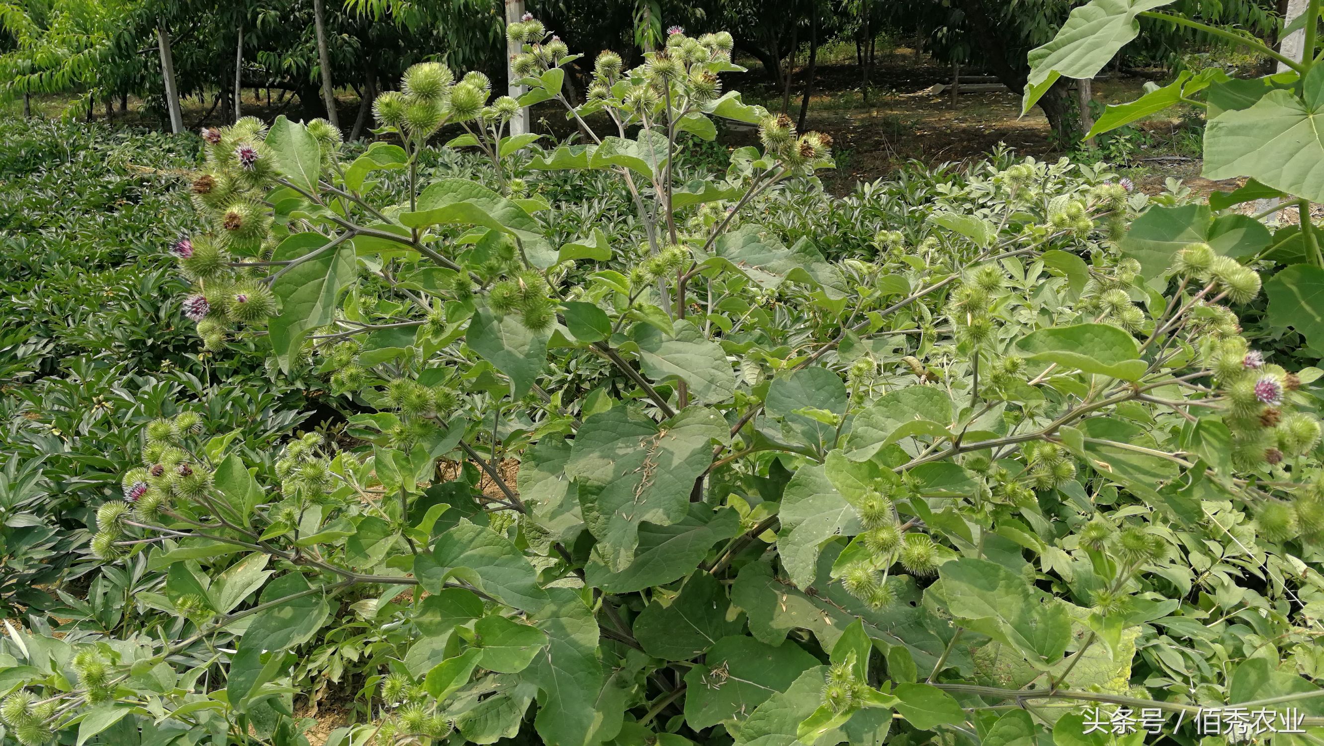 农村的鬼见愁是什么,农村说的鬼见愁是什么