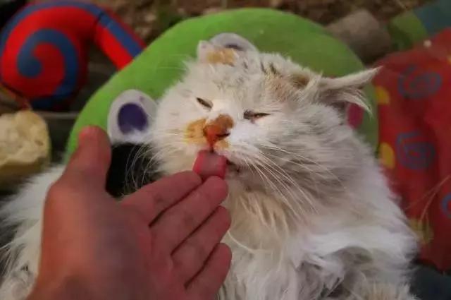 被猫狗咬伤没出血,被狗咬出血了一定要打狂犬疫苗吗