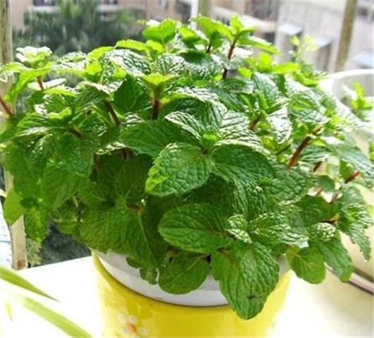 薄荷叶对蚊子有好处吗,干薄荷叶可以驱蚊虫吗