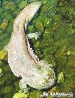 黑河风光,黑河自然风景