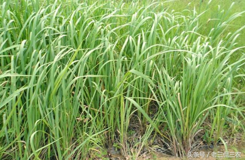 农村最辟邪的物件,民间辟邪的圣物