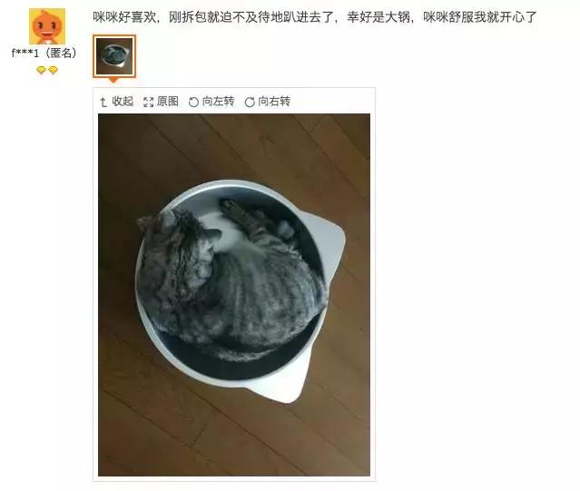 铝盆和鸡窝卖断货了，看猫咪用品创业商机