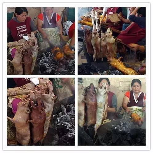 秘鲁豚鼠纪录片,豚鼠秘鲁荷兰猪