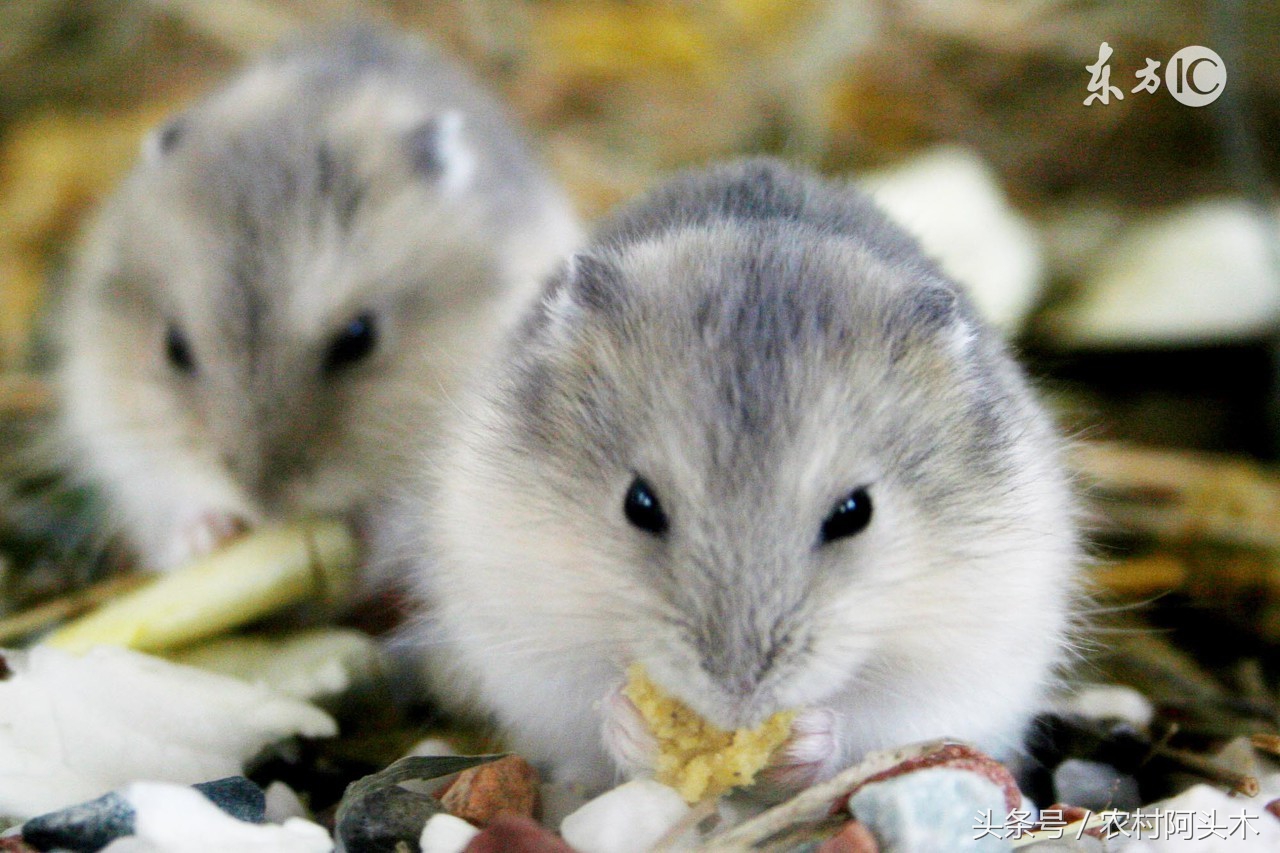 仓鼠能吃和不能吃的食物及图片,仓鼠能吃和不能吃的食物表