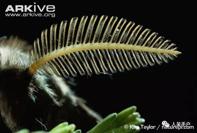 昆虫的嗅觉非常灵敏,昆虫没有嗅觉吗