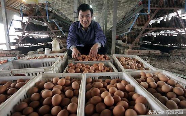 养鸡最省钱的饲料配方,养鸡专用饲料加工与配方