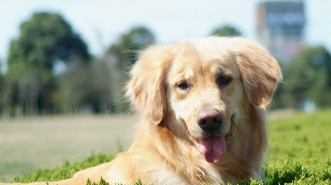 属狗人哪几个月份出生最好,属狗人出生每一月的解析