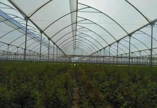 全国最大的玫瑰花基地,世界最著名玫瑰基地