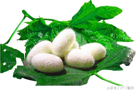 吐丝不结茧,吐司不拉丝