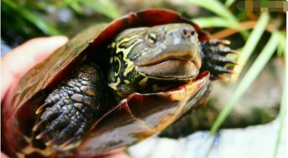 中华草龟与台湾草龟,中华草龟跟草龟有什么区别图