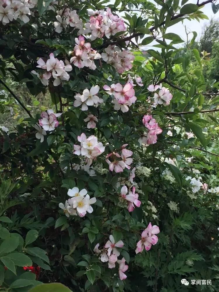 花开花落手机摄影,开到荼蘼花事了在线阅读