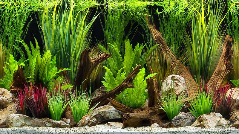 鱼缸底滤水面上的油膜处理小妙招,鱼缸三合一过滤泵除油膜怎么使用