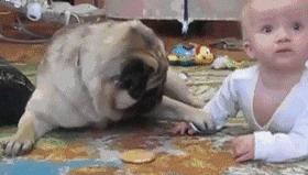 巴哥委屈吗,巴哥眼里泪汪汪的怎么回事