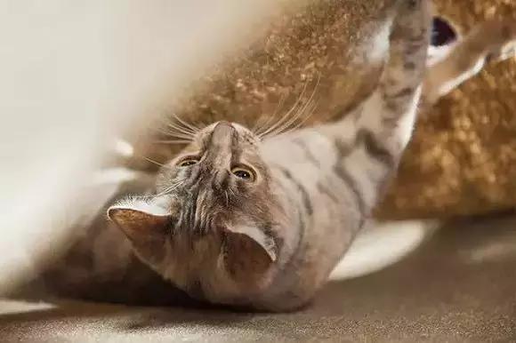 从让人捧腹的铝盆和鸡窝大抢购,看猫咪用品创业商机