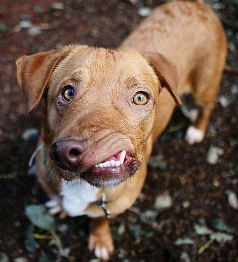 狗狗天生嘴巴长斜相貌丑陋，在被安乐死前，一个人的出现救了它！