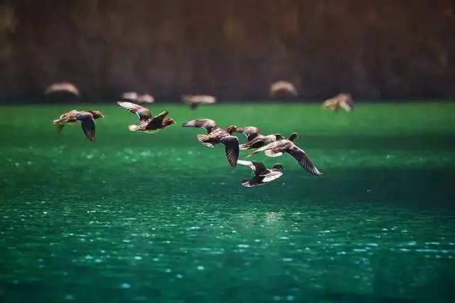 滨江今年还有几个新楼盘,滨江最近新开楼盘