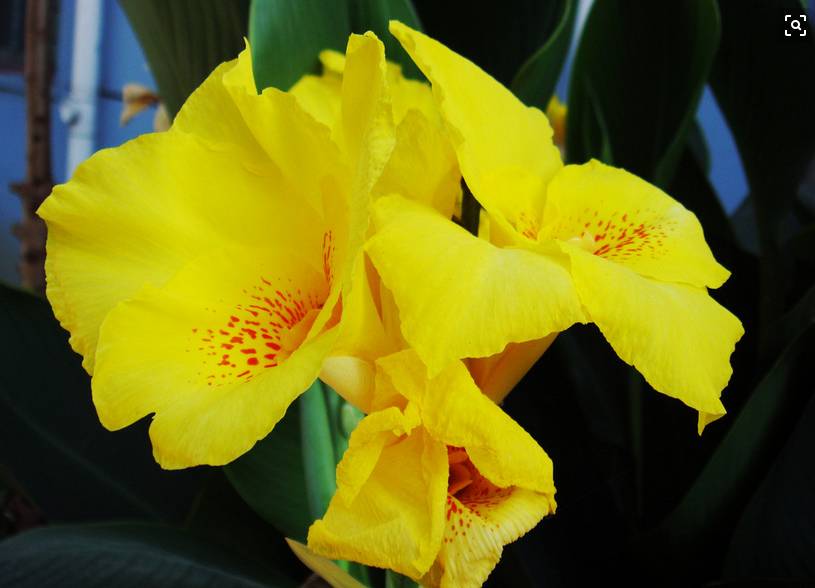 云南春天可以吃的各种花,云南春天有哪些花可以食用