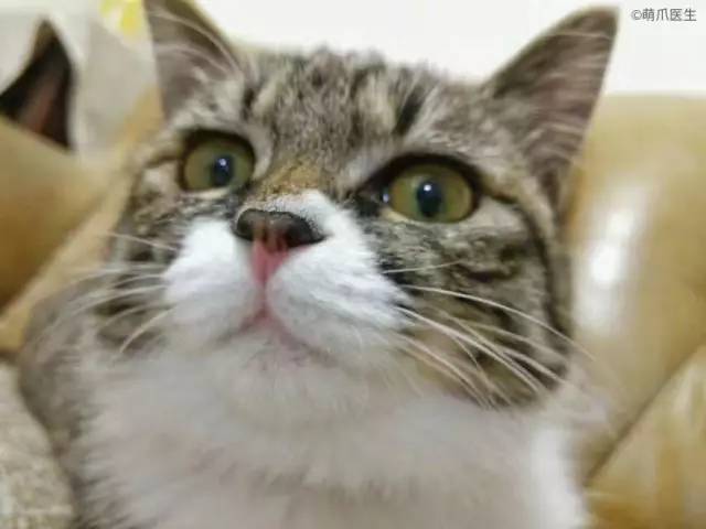 猫砂盆大比拼,猫砂盆六维度测评