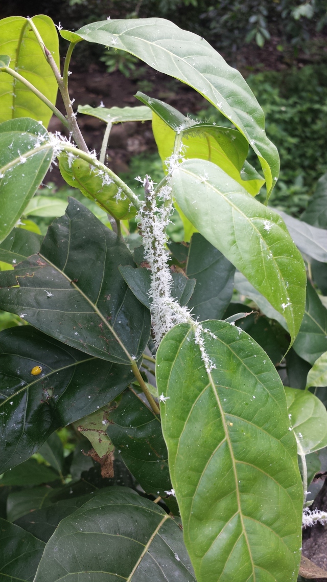 小跳虫长什么样,小跳虫是什么虫子