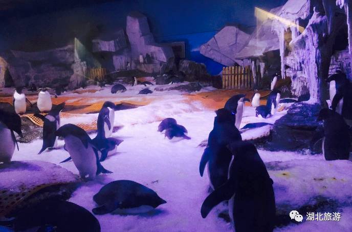 武汉海昌极地海洋公园一日游日记,一日一景看地球