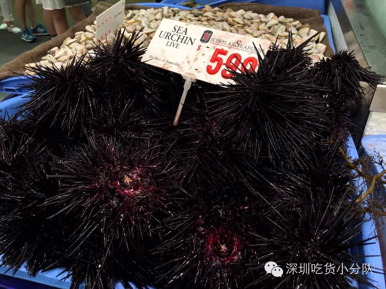 吃货浪游记丨我的胃说想去南半球看看~