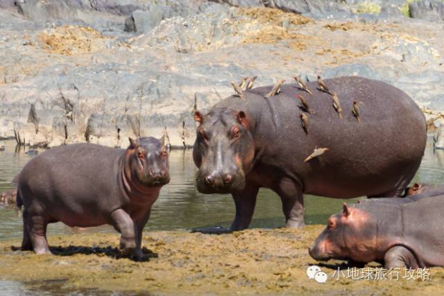 可能是最全的,肯尼亚坦桑尼亚动物百科。小地球耗时一周整理!