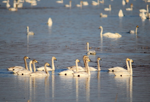 白石水库看天鹅最佳位置导航,白石水库看天鹅2020