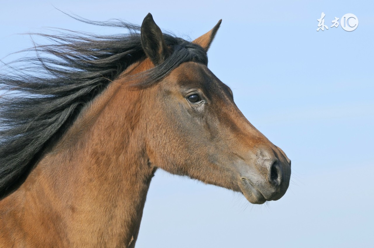 属马的人暴富,属马的发财数字