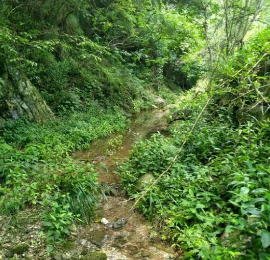 中华草龟和野生草龟的区别,草龟跟中华草龟有什么区别