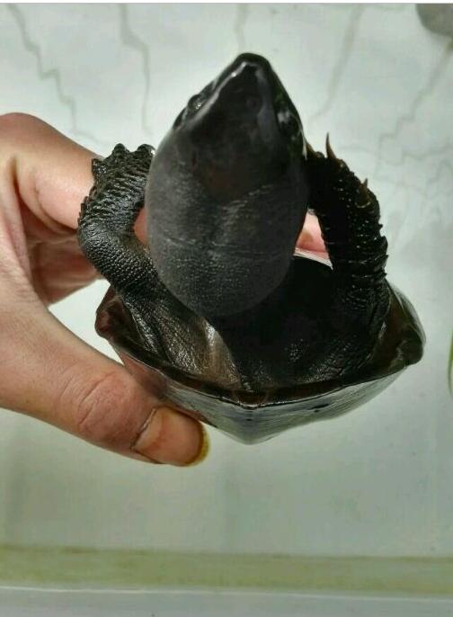 中华草龟和野生草龟的区别,草龟跟中华草龟有什么区别