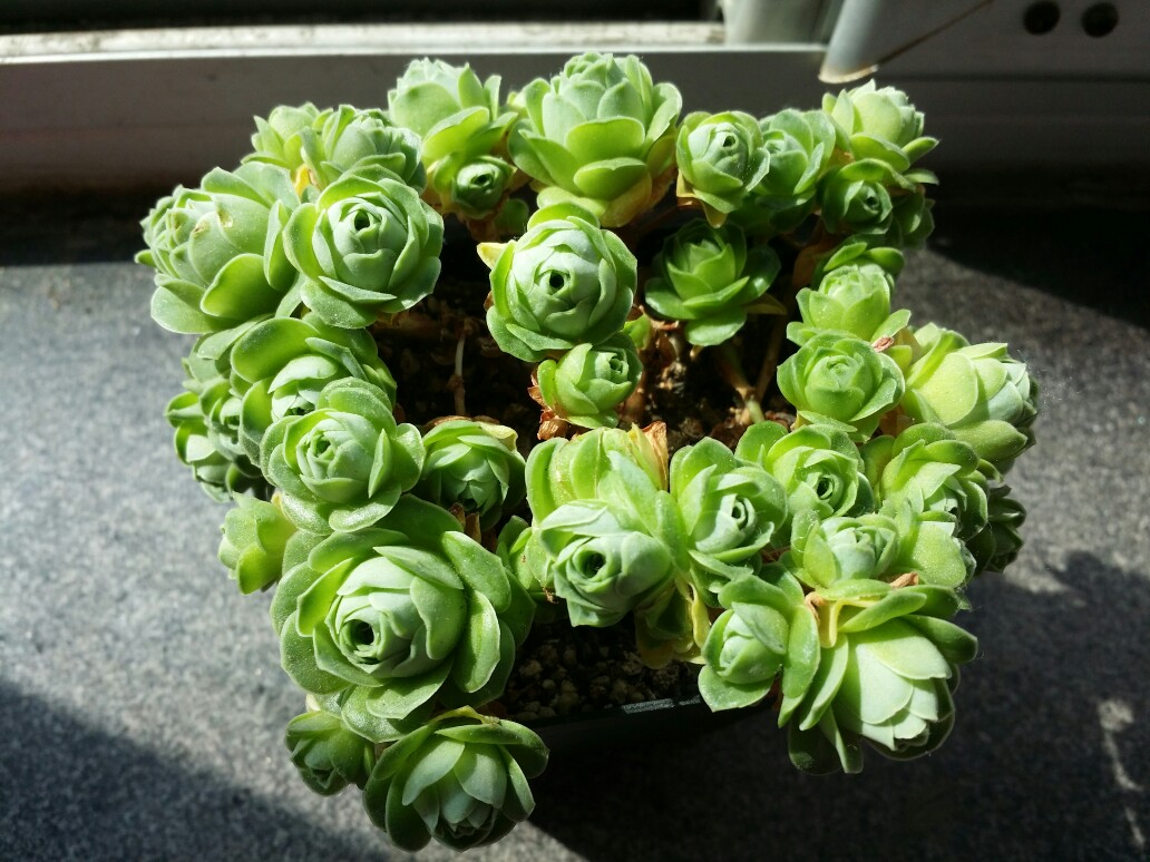 多肉植物贵货老桩都开始降价啦!到底要不要入手?来听听有经验的大神怎么说