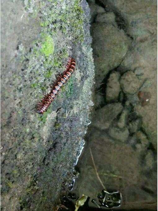 中华草龟和野生草龟的区别,草龟跟中华草龟有什么区别