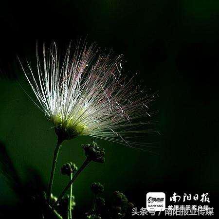 袁永强：夏日*欢合**开