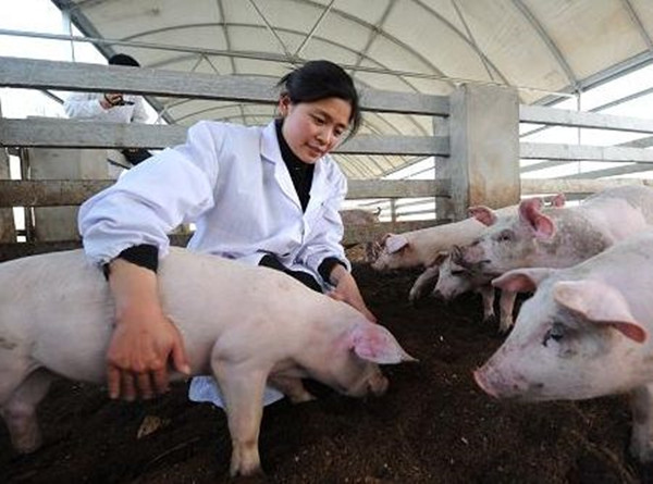 猪磨牙是什么病,猪体温正常腹式呼吸磨牙是什么病