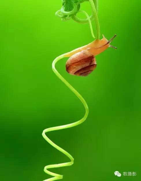 精美微距摄影欣赏蜗牛,微距蜗牛拍摄技巧视频